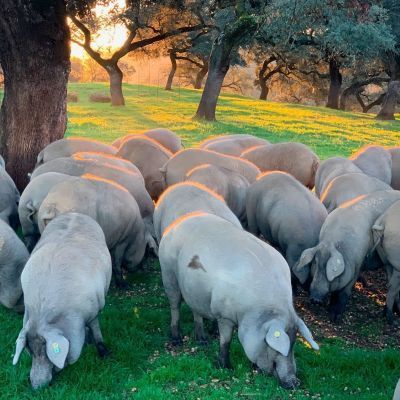 cochinos-jamones-aracena-y-paletillas